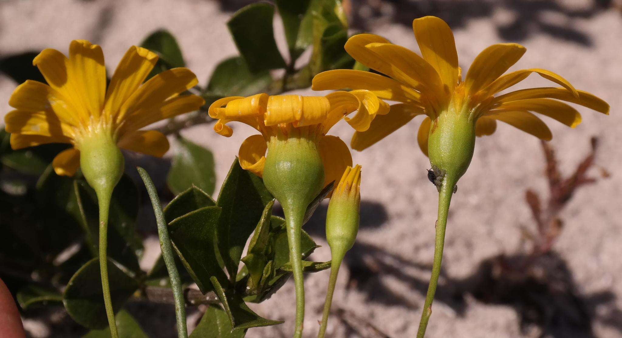 Image of Steirodiscus tagetes (L.) Schltr.