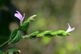 Image of Justicia breviflora (Nees) Rusby