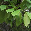 Image of Quercus longispica (Hand.-Mazz.) A. Camus