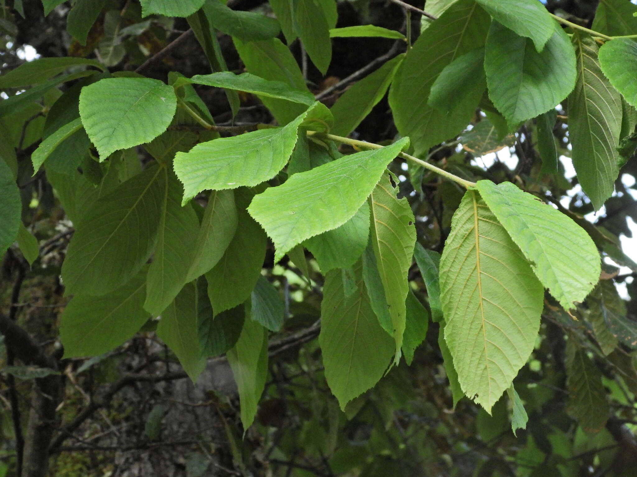 Слика од Quercus longispica (Hand.-Mazz.) A. Camus