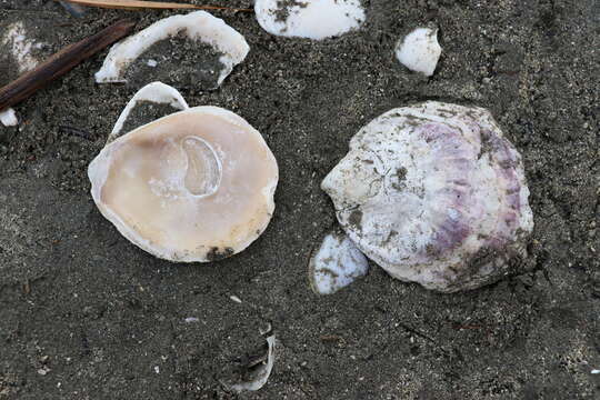 Image of Chilean Oyster