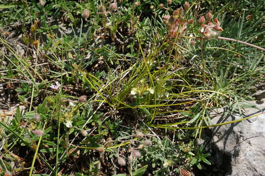 Image of Teucrium montanum subsp. montanum