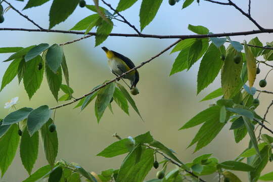 Image of Yellow-sided Flowerpecker