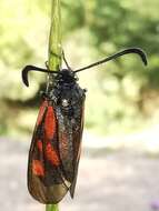 Image of Zygaena cynarae Esper 1789