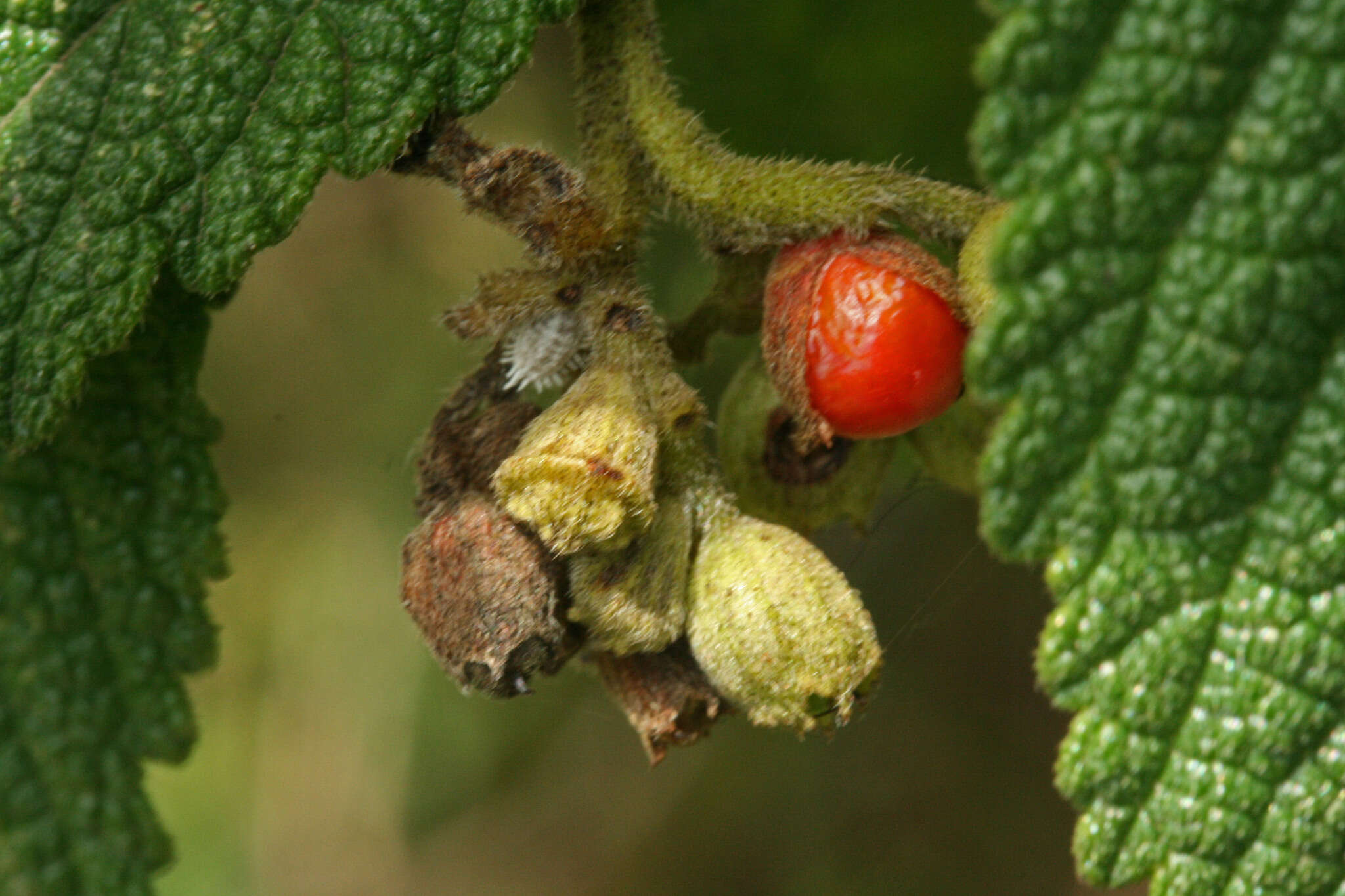 Image of Varronia crenata Ruiz & Pav.