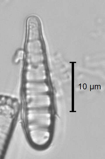 Meridion circulare (Greville) C. Agardh 1831 resmi