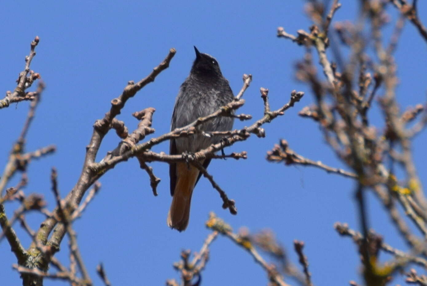 Image of Black Redstart