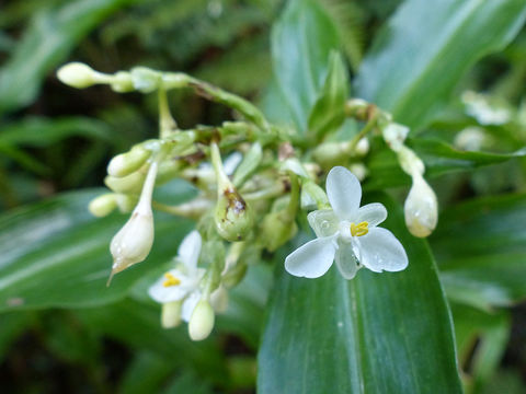 Image of <i>Pollia crispata</i> (R. Br.) Benth.