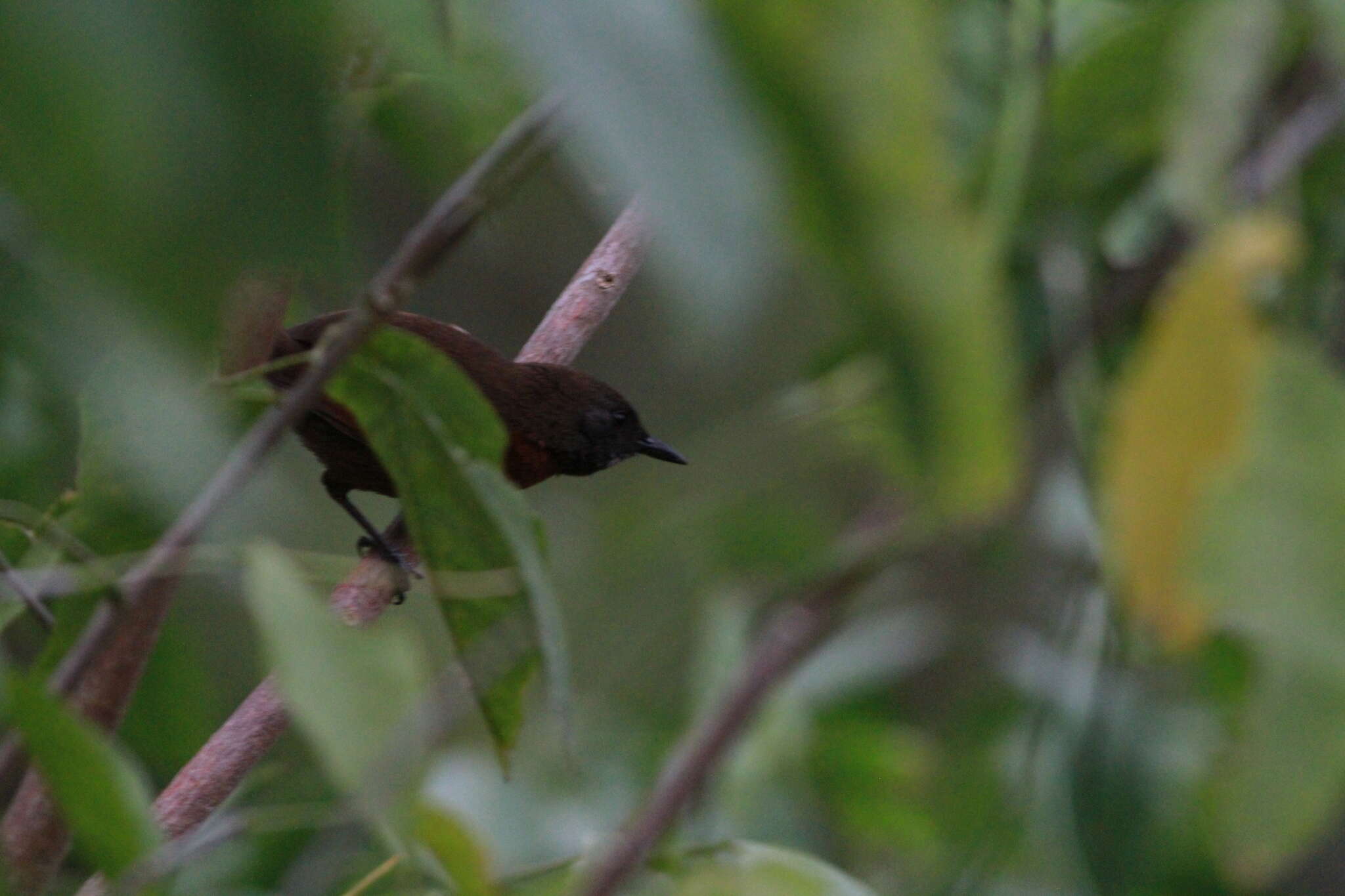 Image of Rufous-breasted Spinetail