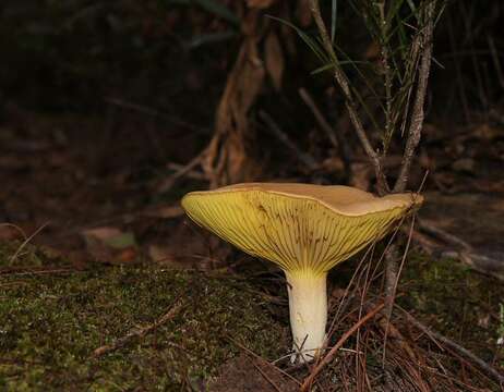 Phylloporus clelandii Watling 1991的圖片