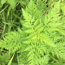 Image of annual ragweed