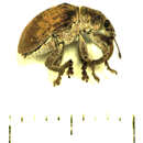 Image of Gonipterus platensis Marelli 1926