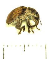 Image of Gonipterus platensis Marelli 1926