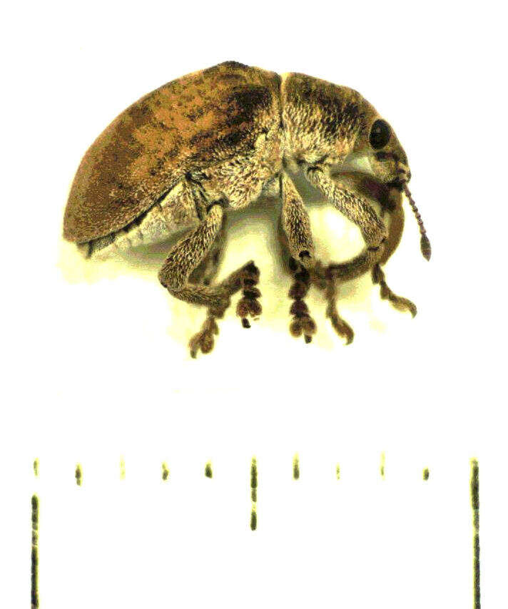 Image of Gonipterus platensis Marelli 1926