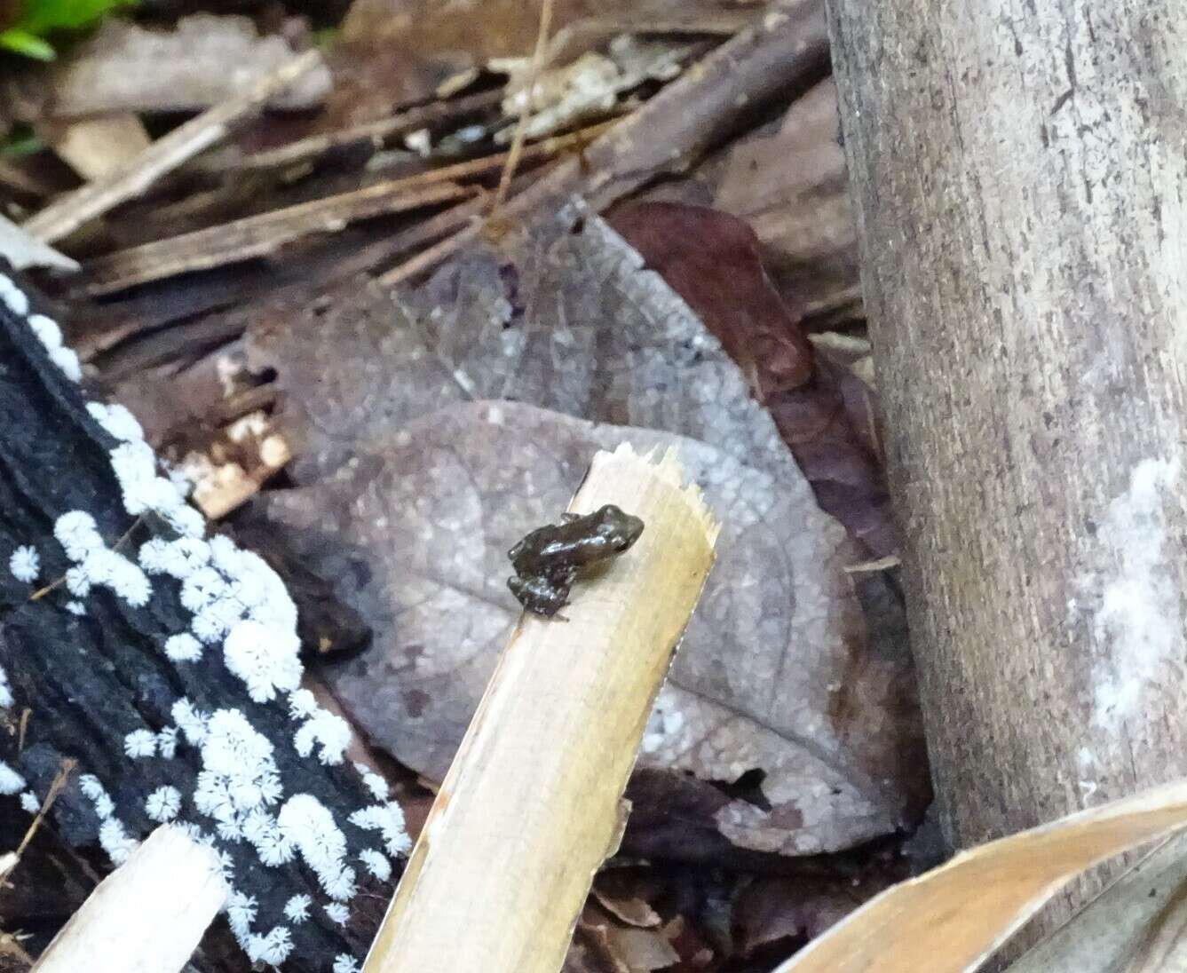 Image of Pale Chirping Frog