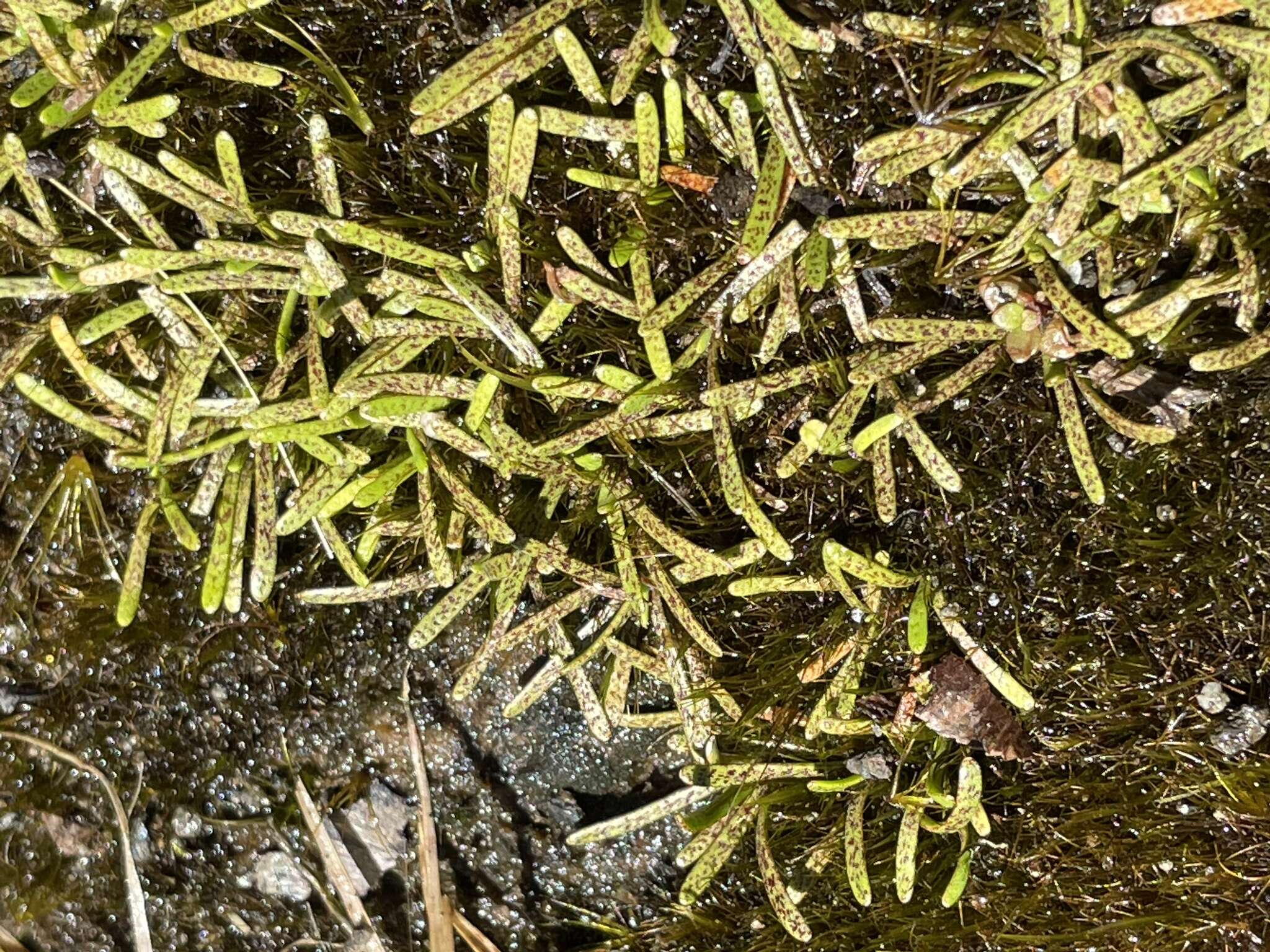 Image of Abrotanella caespitosa Petrie ex T. Kirk