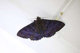 Image of Plain cloak moth