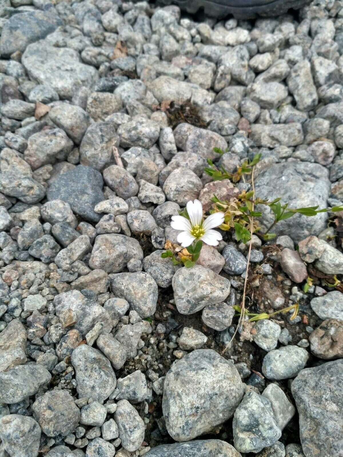 Plancia ëd Cerastium cerastoides (L.) Britton