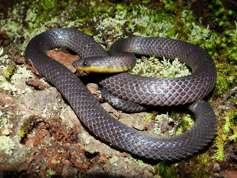 Image of Sierra Coalcoman Earth Snake