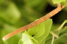 Scopula nigropunctata Hüfnagel 1767的圖片