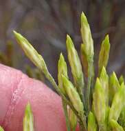 Image of Ericameria nauseosa var. graveolens (Nutt.) Reveal & Schuyler