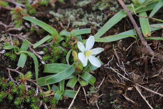 Image of Echeandia nana (Baker) Cruden