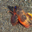Image of Short-head stingfish