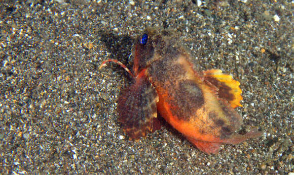 Image of Short-head stingfish