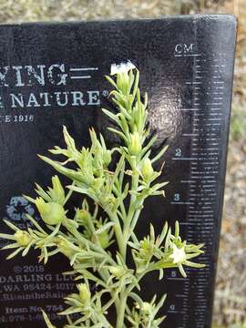 Image of Thesium celatum N. E. Br.