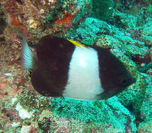 Image of Black Pyramid Butterflyfish