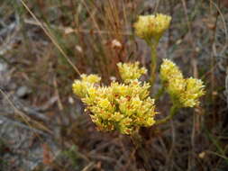 Crassula flava L. resmi