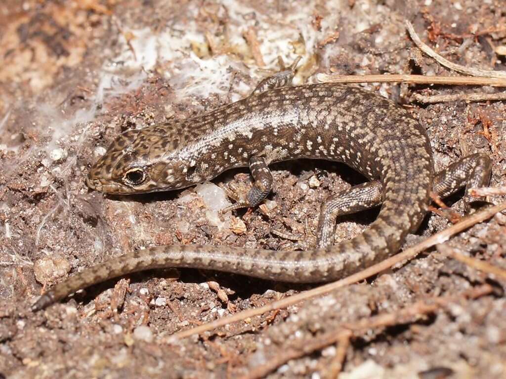 Image of Spotted Skink