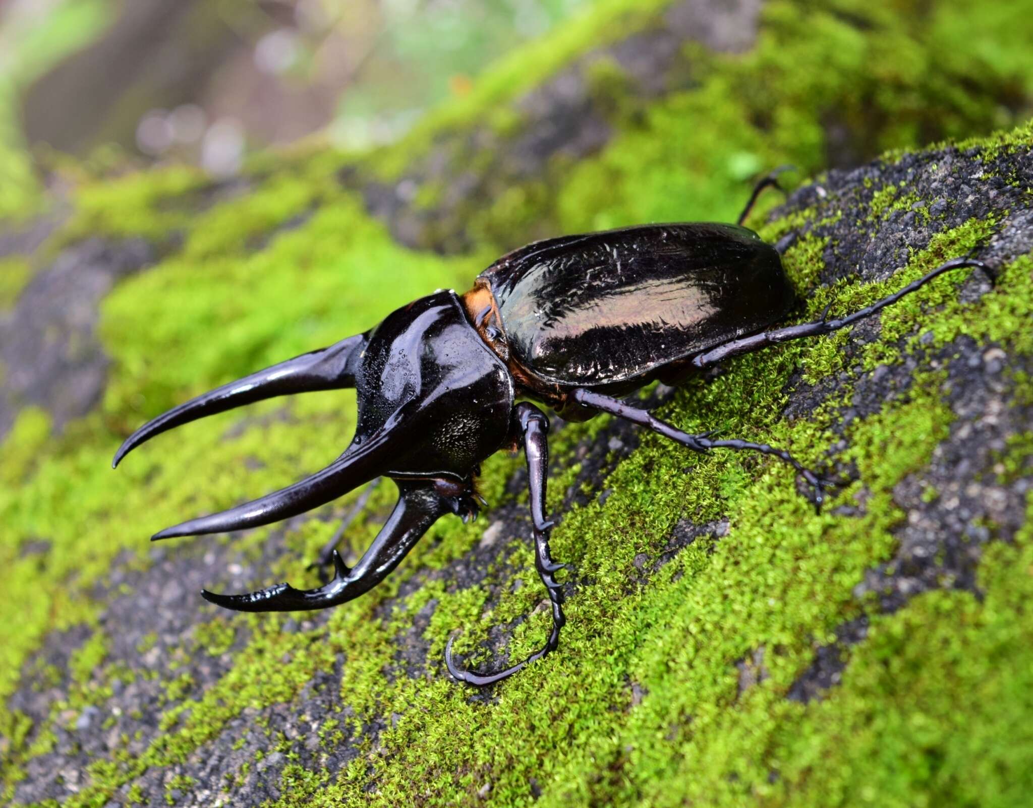 Image de Chalcosoma chiron (Olivier 1789)