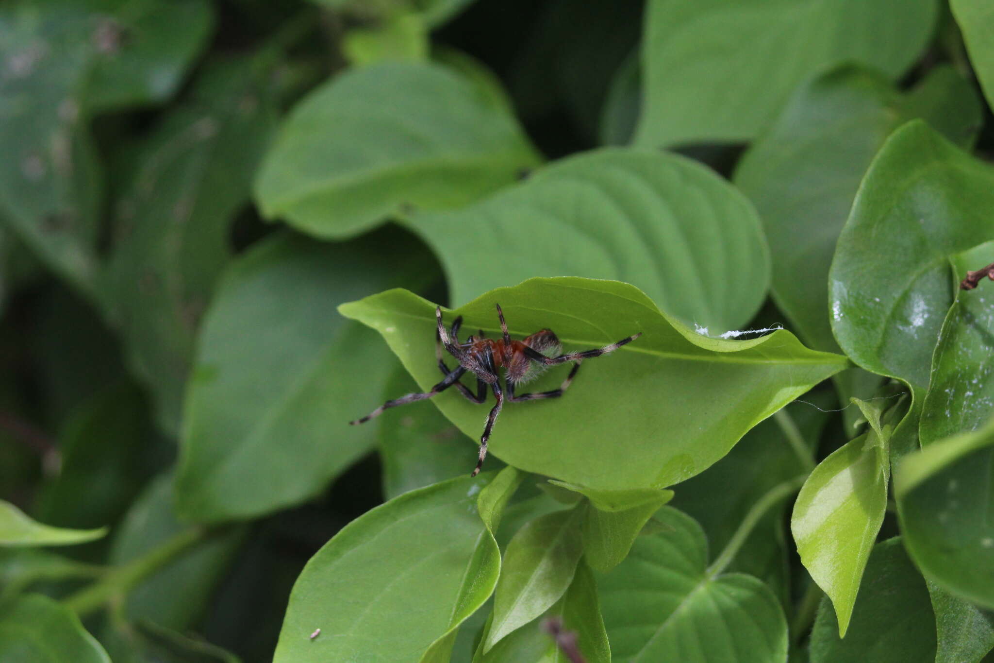 Image of Tropical Orb Weaver