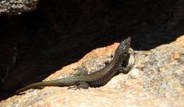 Image of Southern Rock Lizard