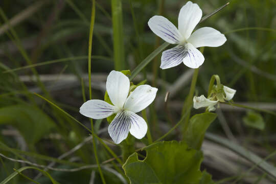 Image of China violet