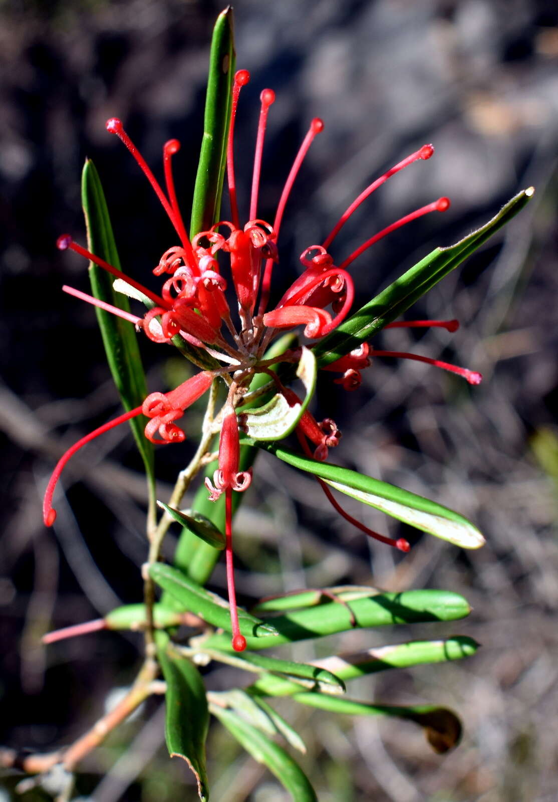 Imagem de Grevillea oleoides Sieber ex Schult.