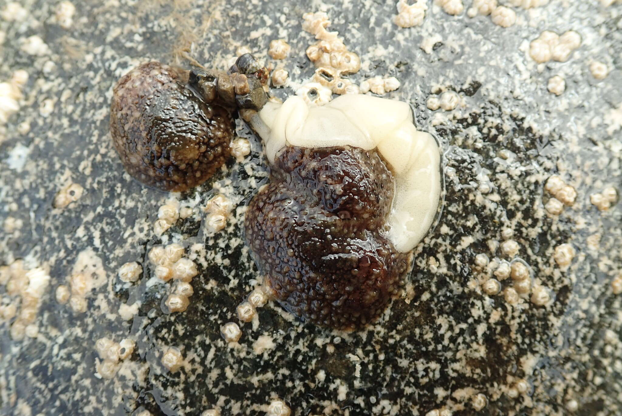 Image of barnacle-eating onchidoris