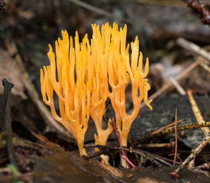 Image of <i>Ramariopsis crocea</i> (Pers.) Corner 1950