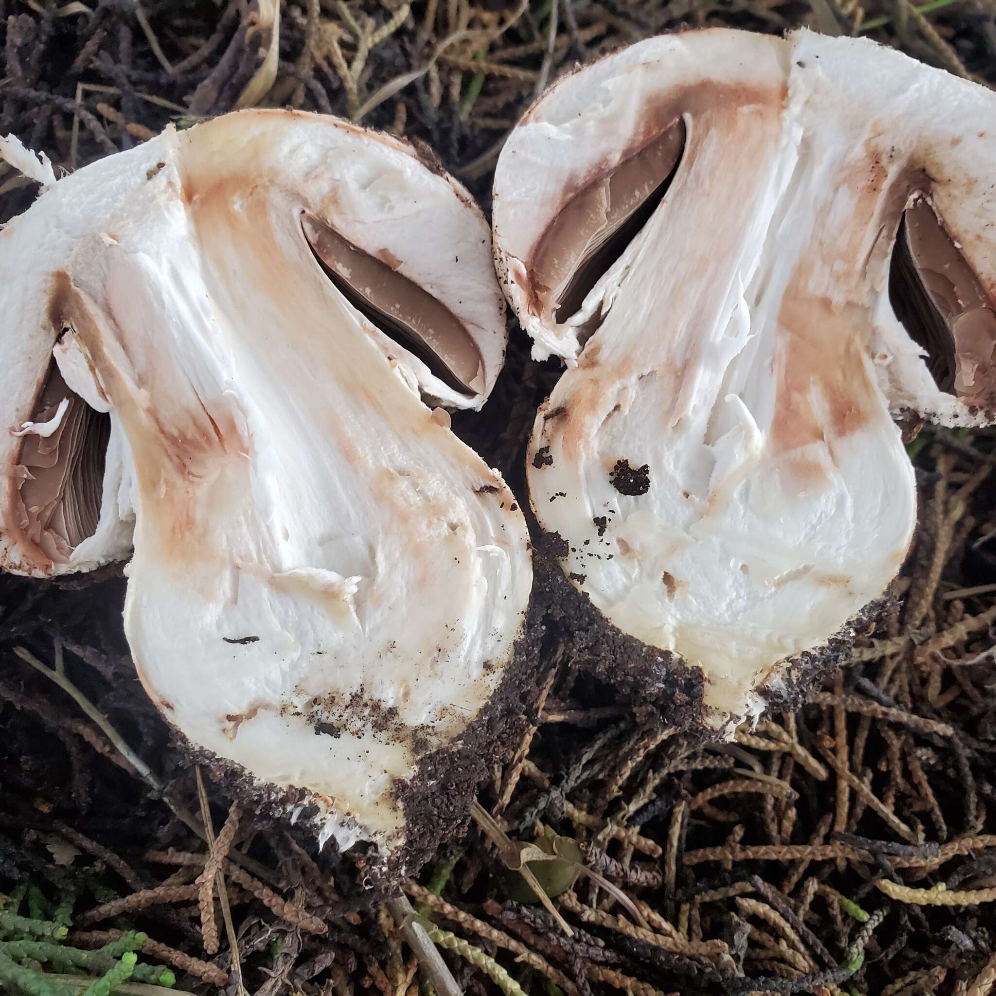 Image of Agaricus pattersoniae Peck 1907