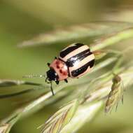 Image of Calligrapha (Bidensomela) californica Linell 1896