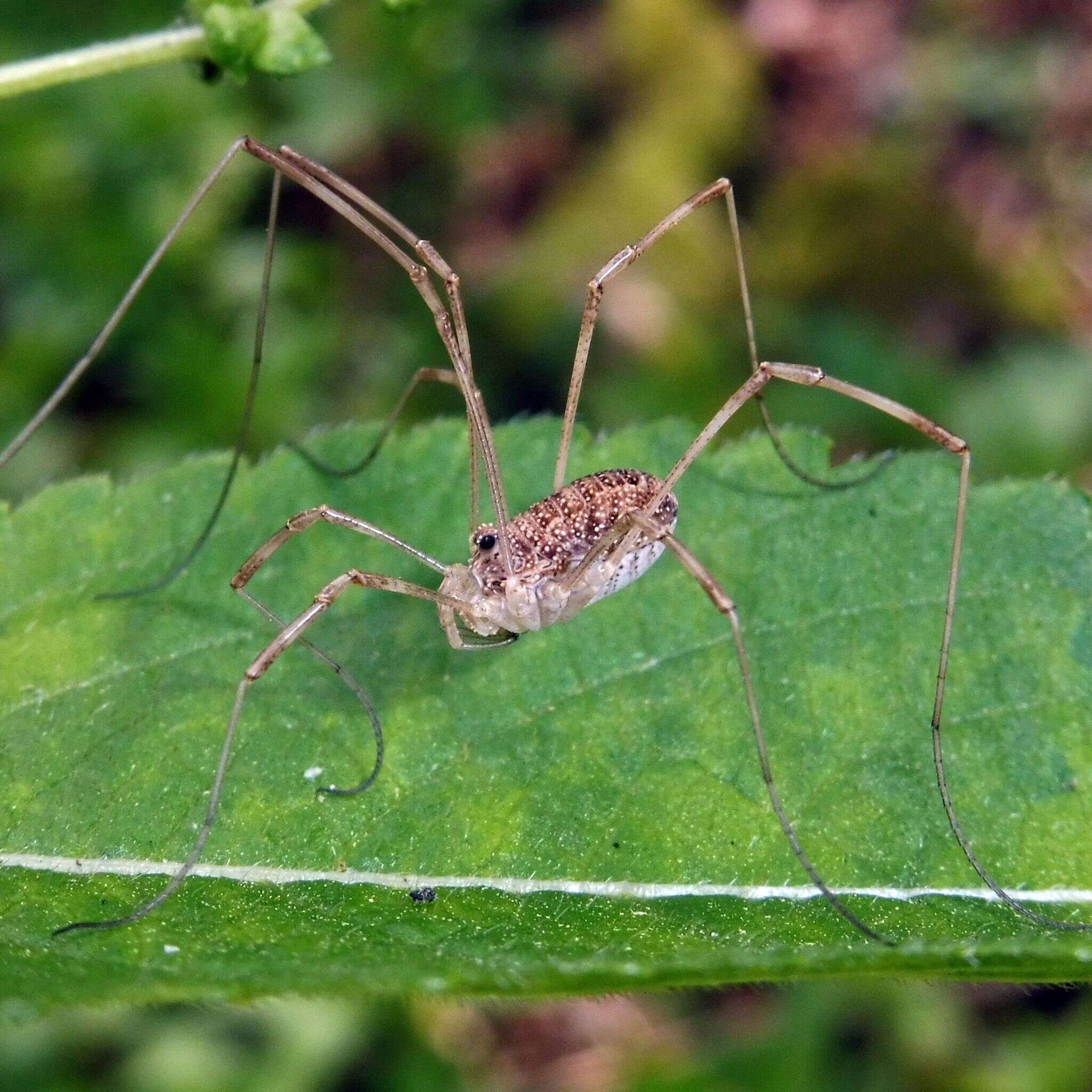 Image de Rilaena triangularis Herbst 1799