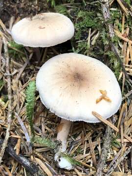 Image of Neolentinus kauffmanii (A. H. Sm.) Redhead & Ginns 1985