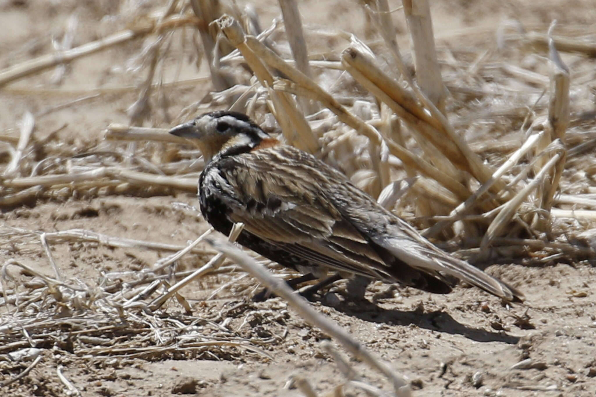 Image of Chestnut-collared Longspur