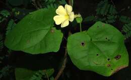 Image of Thunbergia neglecta Sond.