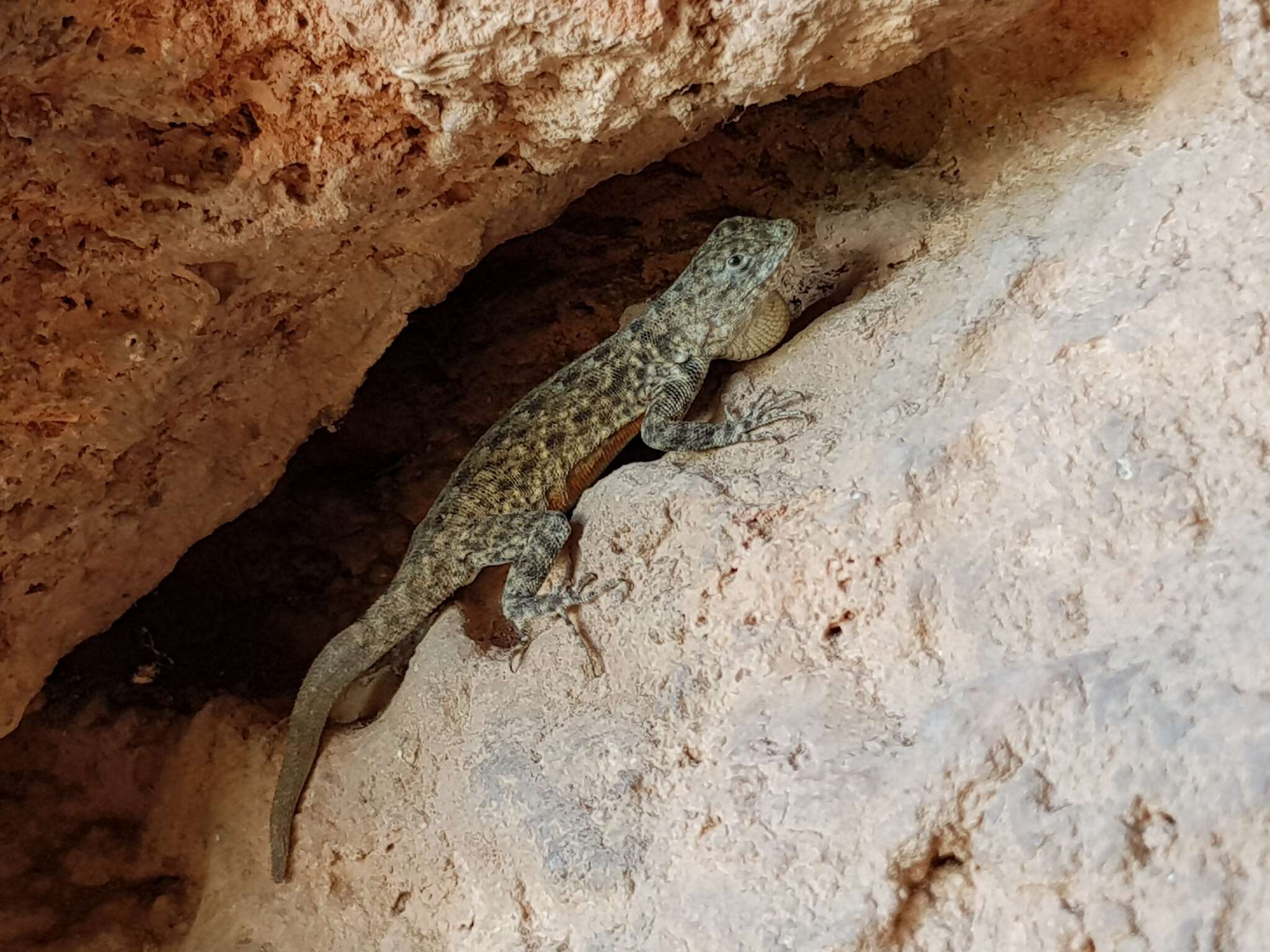 Sceloporus gadoviae Boulenger 1905 resmi