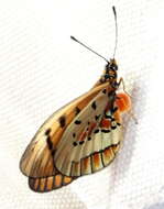 Image of <i>Acraea <i>rahira</i></i> rahira