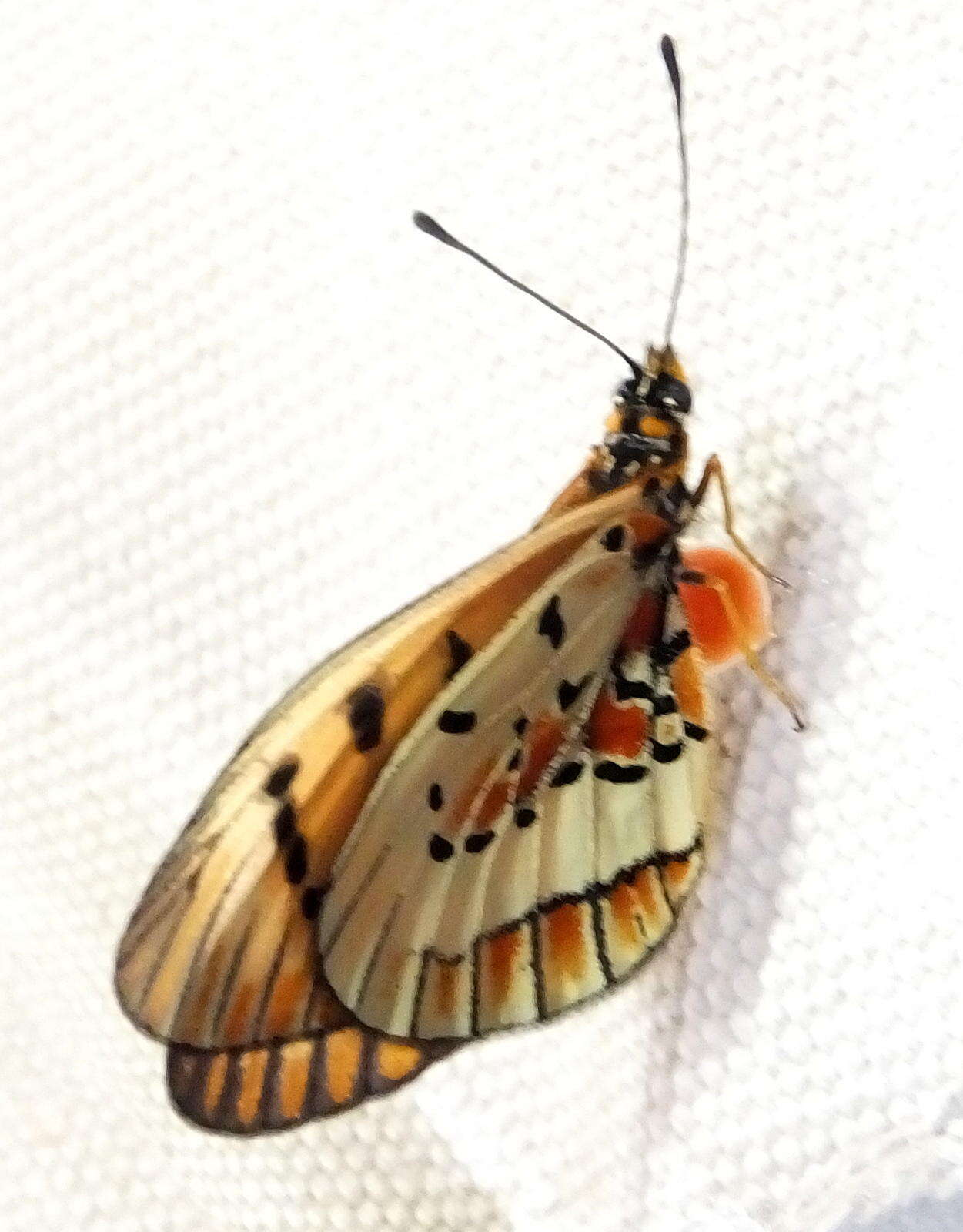 Image of <i>Acraea <i>rahira</i></i> rahira