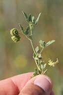 Imagem de Medicago rotata Boiss.