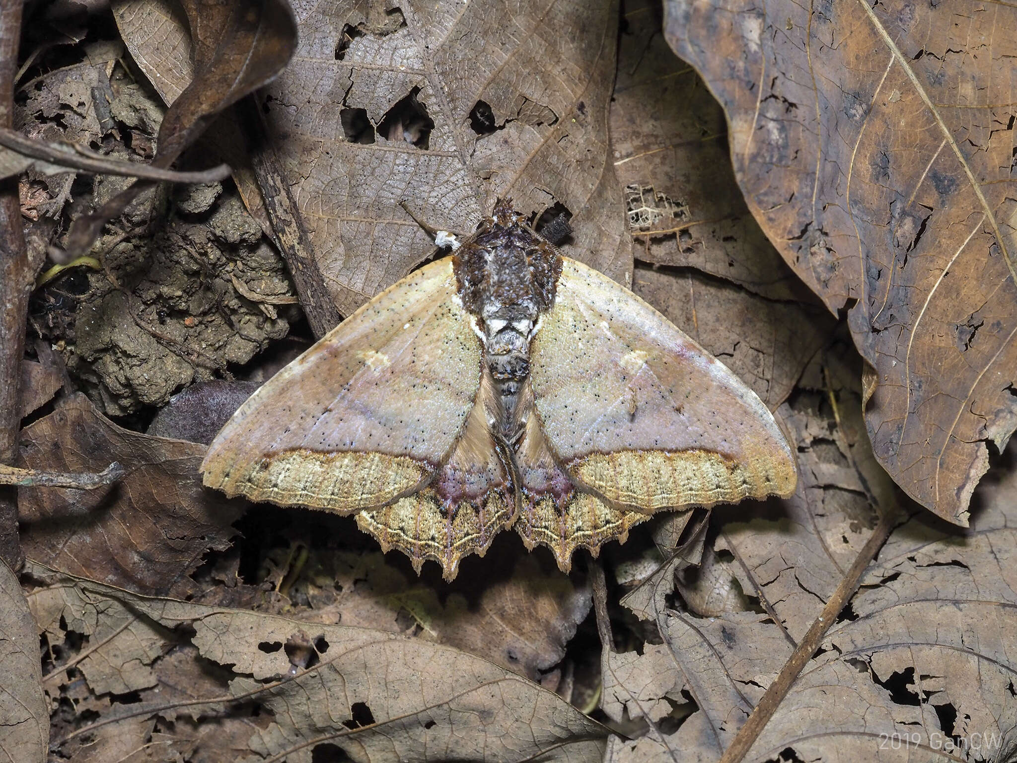 صورة Pterocyclophora ridleyi Hampson 1913